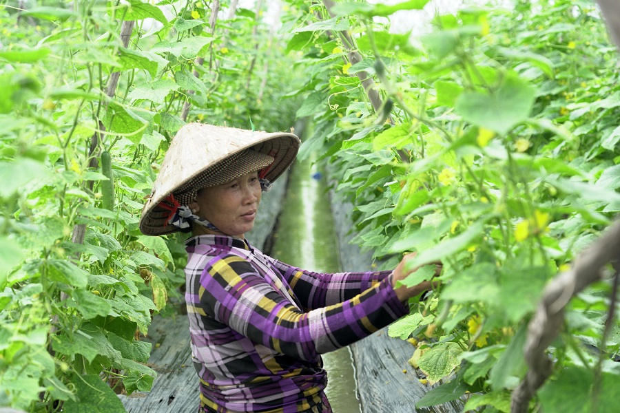 Chau-Thanh-chuyendoi-caytrong-1.JPG