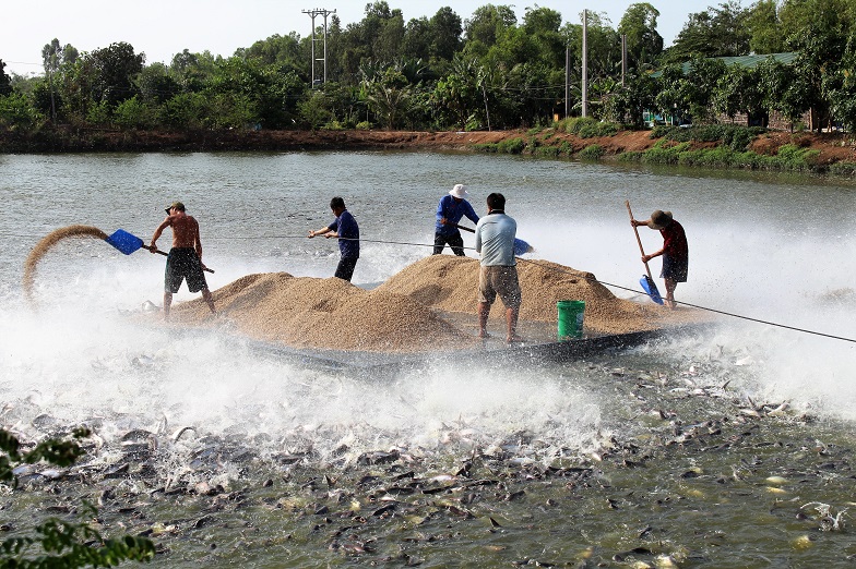 Tan-Chau-nuoi-Ca-tra.jpg